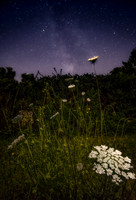 Stars and Flowers P2 -Queen Anne's Lace