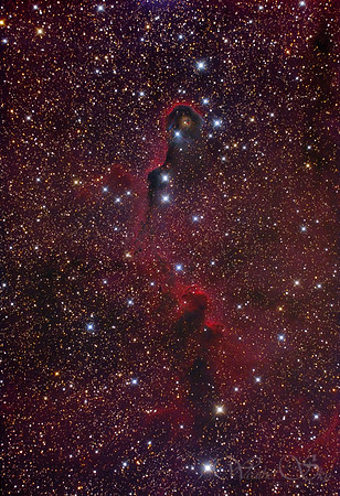 IC1396a Elephant Trunk Nebula