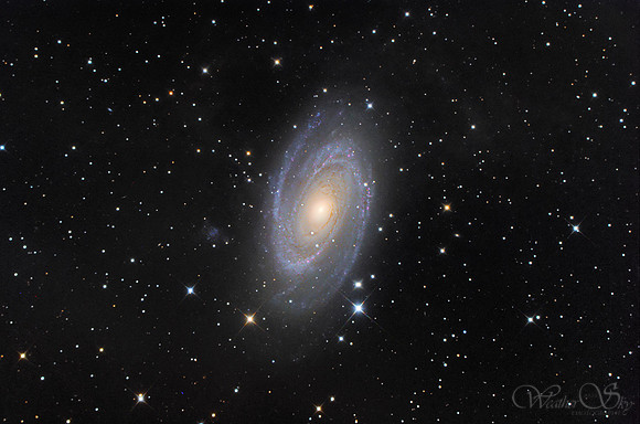 M81