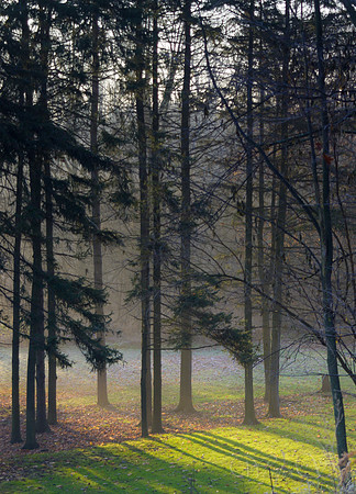 Misty Trees