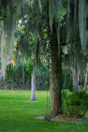 Trees in Florida 2