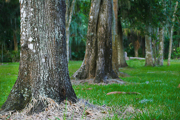 Trees in Florida