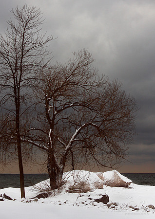 Tree near the Pumphouse