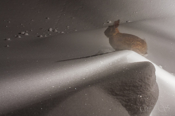 Hello Bunny