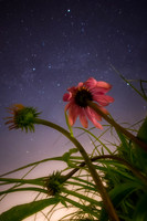 Stars and Flowers P1