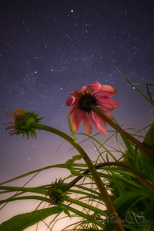 Stars and Flowers P1