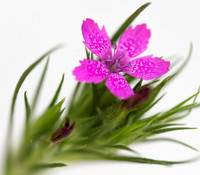 Tiny Pink Flower