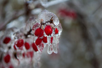 Ice Storm January 19, 2007