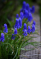 Hyacinth