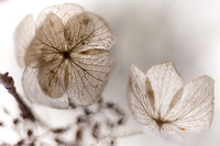 Translucent Beauty