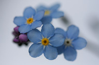 Forget Me Nots