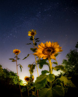 Plants and Flowers