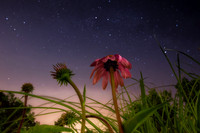 Stars and Flowers