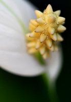 Peace Lily